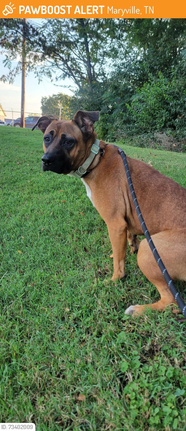 Found/Stray Female Dog last seen Near Home Avenue, Maryville, TN 37804