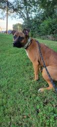 Found/Stray Female Dog last seen Near Home Avenue, Maryville, TN 37804