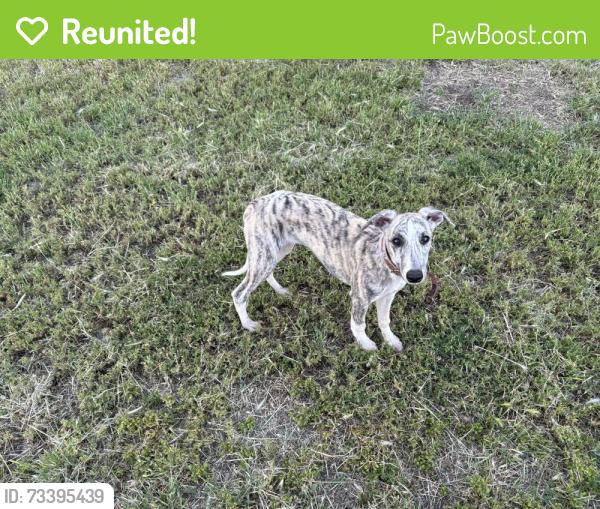 Reunited Male Dog last seen Cook Riolo between vineyard & PFE, Roseville, CA 95747