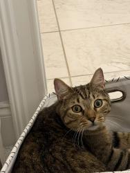 Lost Male Cat last seen Jennings Mill Neighborhood, Watkinsville, GA 30677