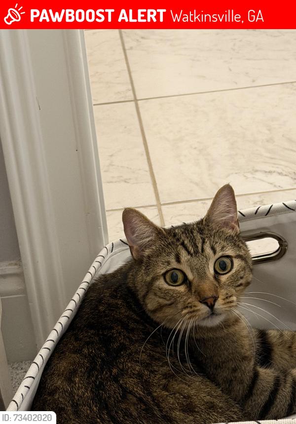 Lost Male Cat last seen Jennings Mill Neighborhood, Watkinsville, GA 30677