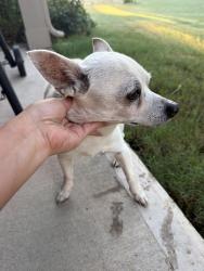 Found/Stray Male Dog last seen Sorella neighborhood, Harris County, TX 77377