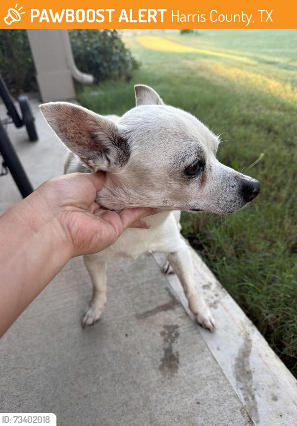 Found/Stray Male Dog last seen Sorella neighborhood, Harris County, TX 77377