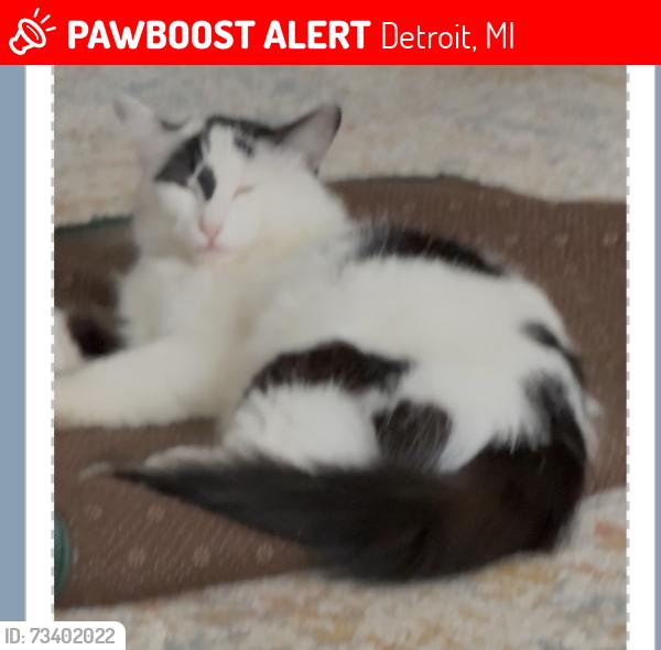 Lost Male Cat last seen Hubbered farm, Detroit, MI 48209