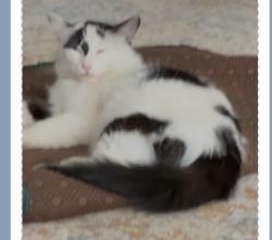 Lost Male Cat last seen Hubbered farm, Detroit, MI 48209