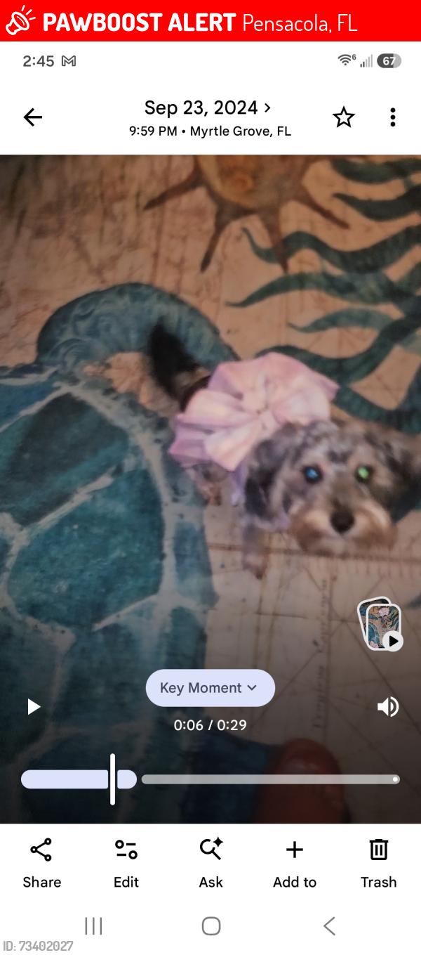 Lost Female Dog last seen Jackson st, Pensacola, FL 32506