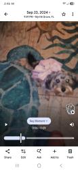 Lost Female Dog last seen Jackson st, Pensacola, FL 32506