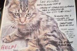 Lost Male Cat last seen Sundance and Stargaze Drs, Appleton, WI 54913
