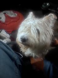 Lost Male Dog last seen 18th street NE @ Rhodes island Ave HE, Washington, DC 20018