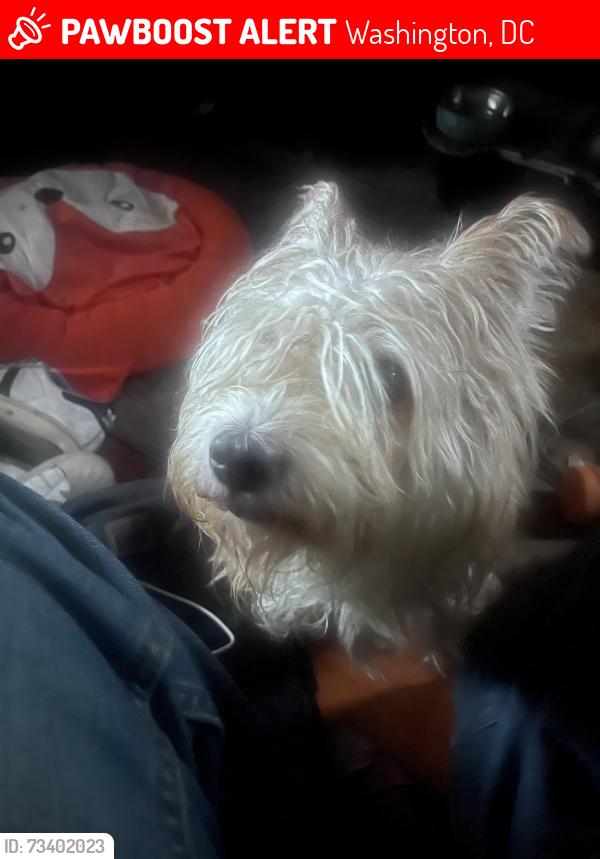 Lost Male Dog last seen 18th street NE @ Rhodes island Ave HE, Washington, DC 20018