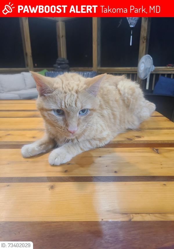 Lost Male Cat last seen Jackson, Takoma Park, MD 20912
