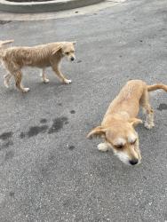 Found/Stray Female Dog last seen The Manchester Hotel, Lexington, KY 40508