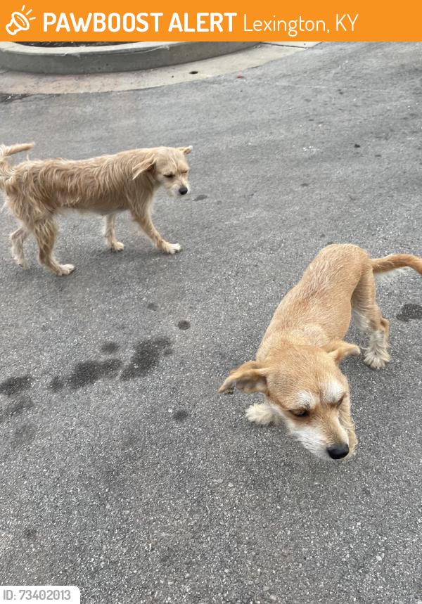 Found/Stray Female Dog last seen The Manchester Hotel, Lexington, KY 40508