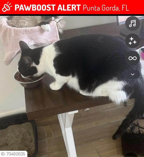 Lost Male Cat last seen West end, Punta Gorda, FL 33950