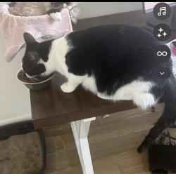 Lost Male Cat last seen West end, Punta Gorda, FL 33950