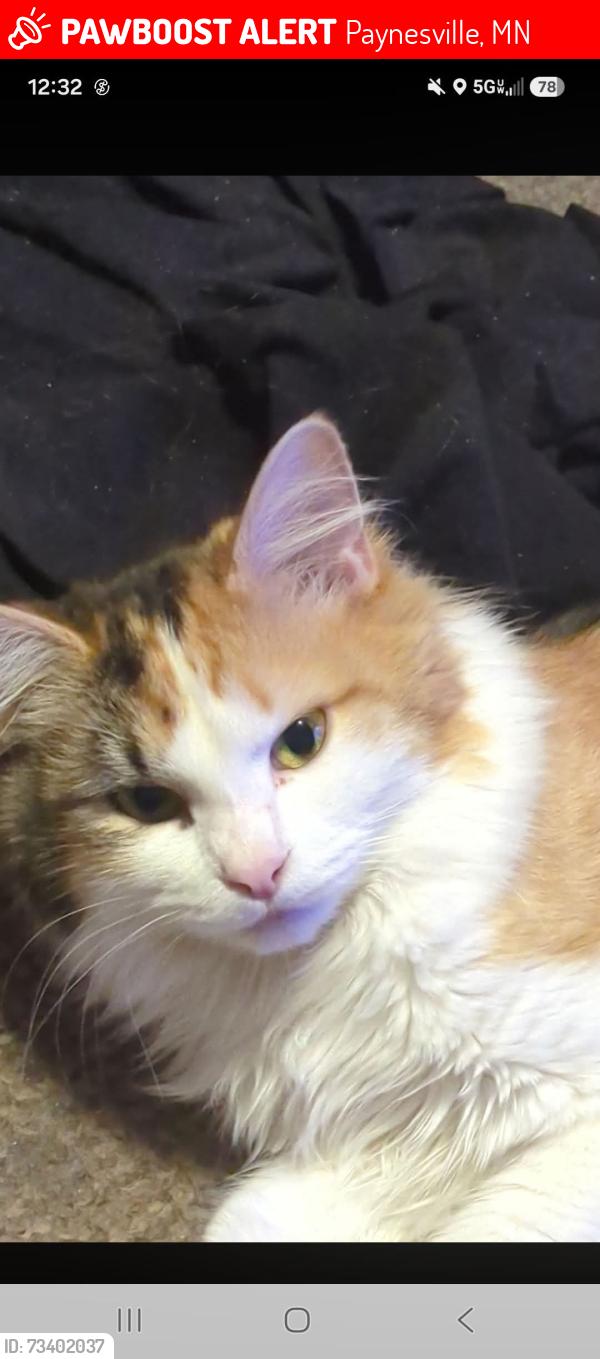 Lost Female Cat last seen Casey's, Paynesville, MN 56362