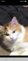Lost Female Cat last seen Casey's, Paynesville, MN 56362