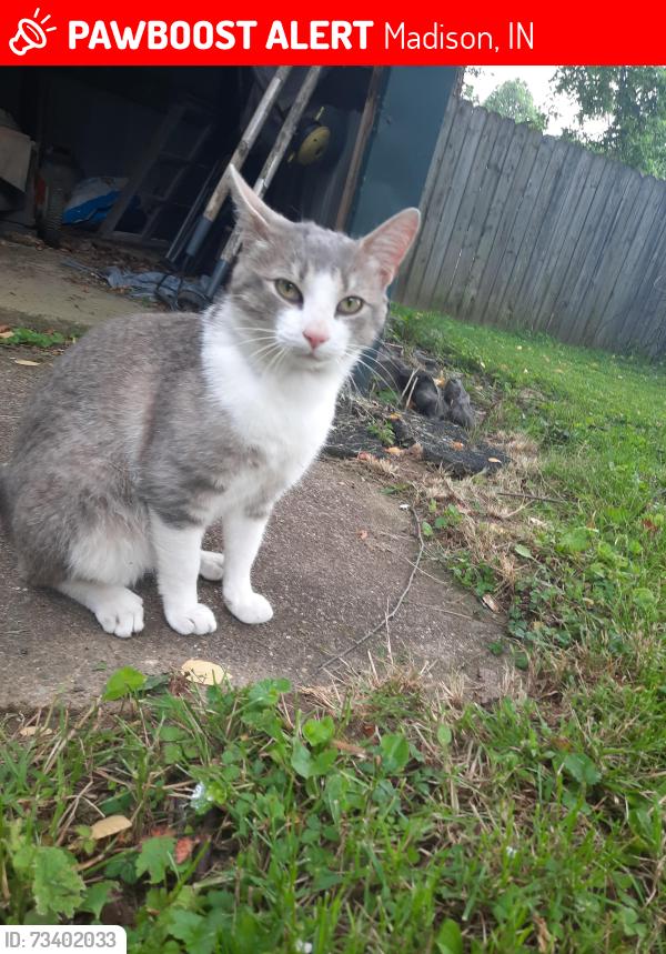 Lost Male Cat last seen Our yard, Madison, IN 47250