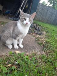 Lost Male Cat last seen Our yard, Madison, IN 47250