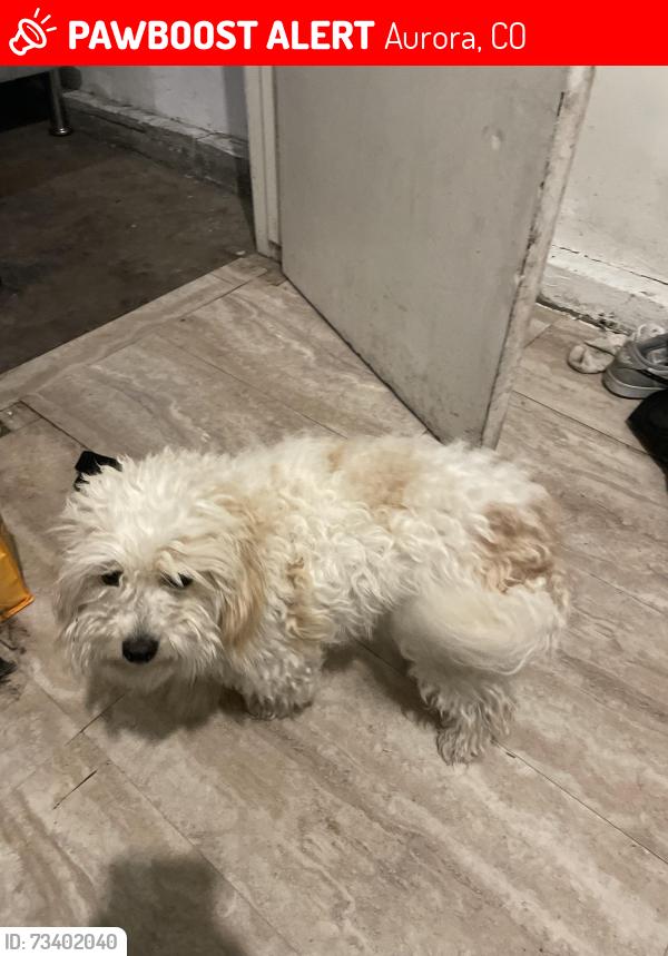Lost Male Dog last seen Near Tucson st, Aurora, CO 80011