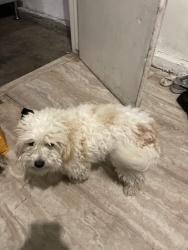 Lost Male Dog last seen Near Tucson st, Aurora, CO 80011