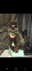 Lost Male Cat last seen Marr road and 422, Pulaski, PA 16143