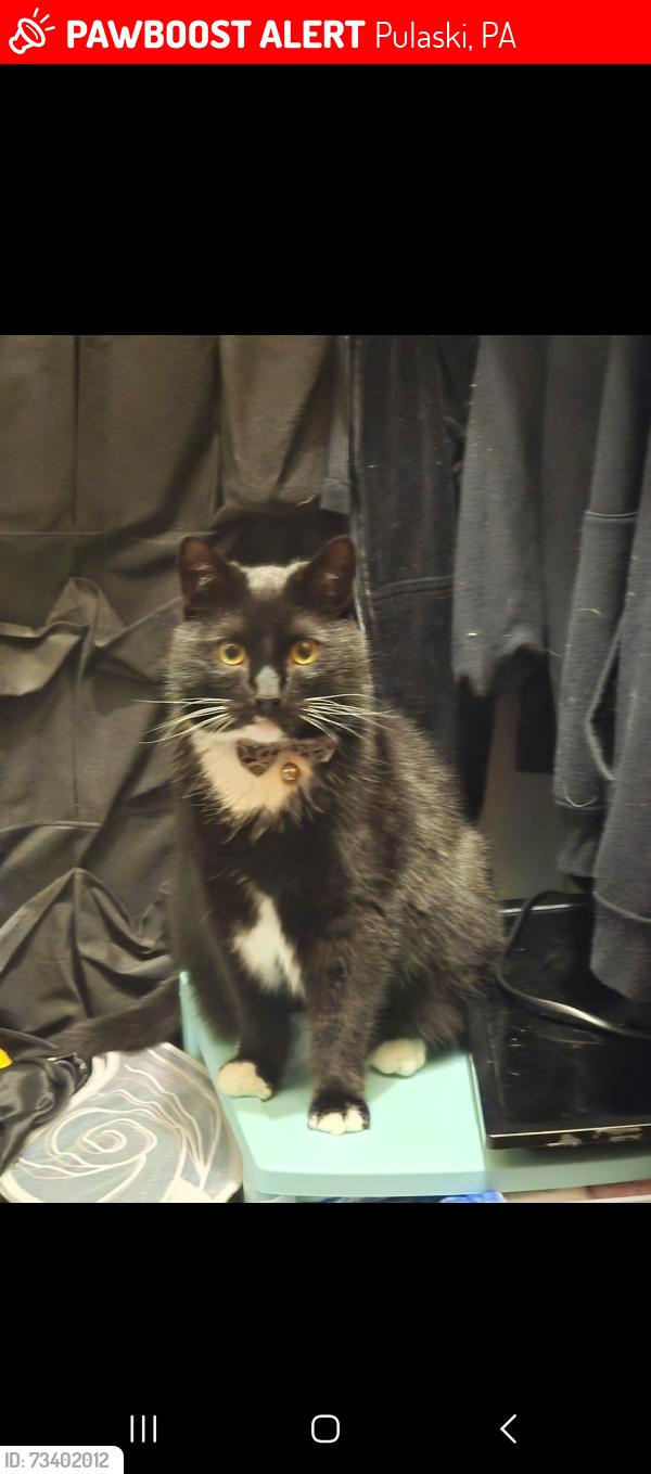 Lost Male Cat last seen Marr road and 422, Pulaski, PA 16143