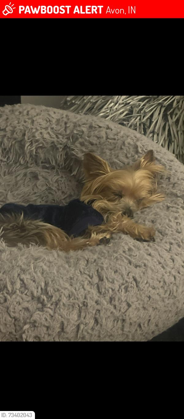 Lost Male Dog last seen 10th St and Avon Avenue, Avon, IN 46123
