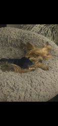Lost Male Dog last seen 10th St and Avon Avenue, Avon, IN 46123
