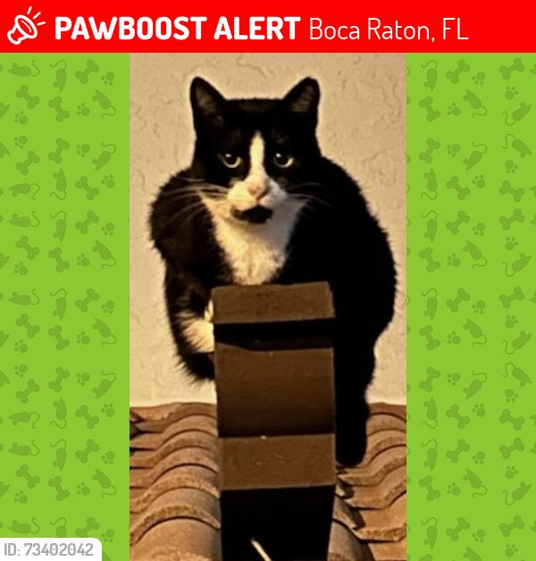 Lost Male Cat last seen Home, Boca Raton, FL 33433