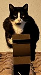 Lost Male Cat last seen Home, Boca Raton, FL 33433