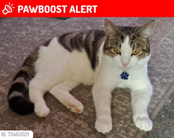 Lost Male Cat last seen Westfield Avenue, Tennyson Road, North Northamptonshire, England NN10 9RG