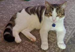 Lost Male Cat last seen Westfield Avenue, Tennyson Road, North Northamptonshire, England NN10 9RG