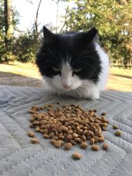 Reunited Female Cat last seen Near Block of N Crest Rd Missionary Ridge, Chattanooga, TN 37404
