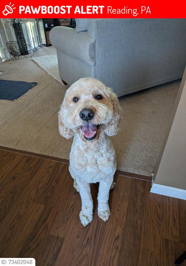Lost Male Dog last seen Near Orchard Ct and Parkview Road, Reading, PA 19606