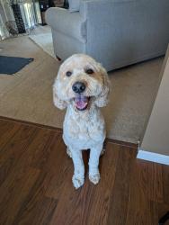Lost Male Dog last seen Near Orchard Ct and Parkview Road, Reading, PA 19606