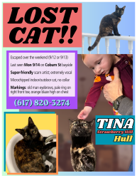 Reunited Female Cat last seen Coburn St between Prospect and Kingsley, Hull, MA 02045