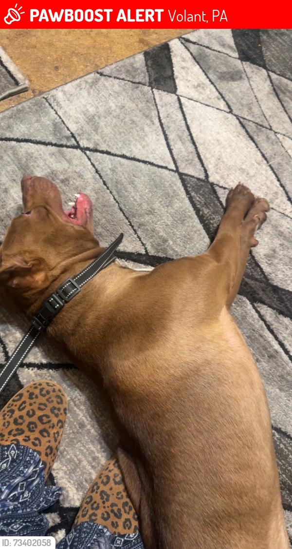 Lost Male Dog last seen Vosler rd and 19, Volant, PA 16156