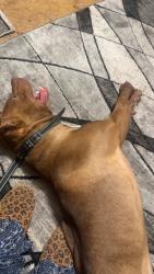 Lost Male Dog last seen Vosler rd and 19, Volant, PA 16156