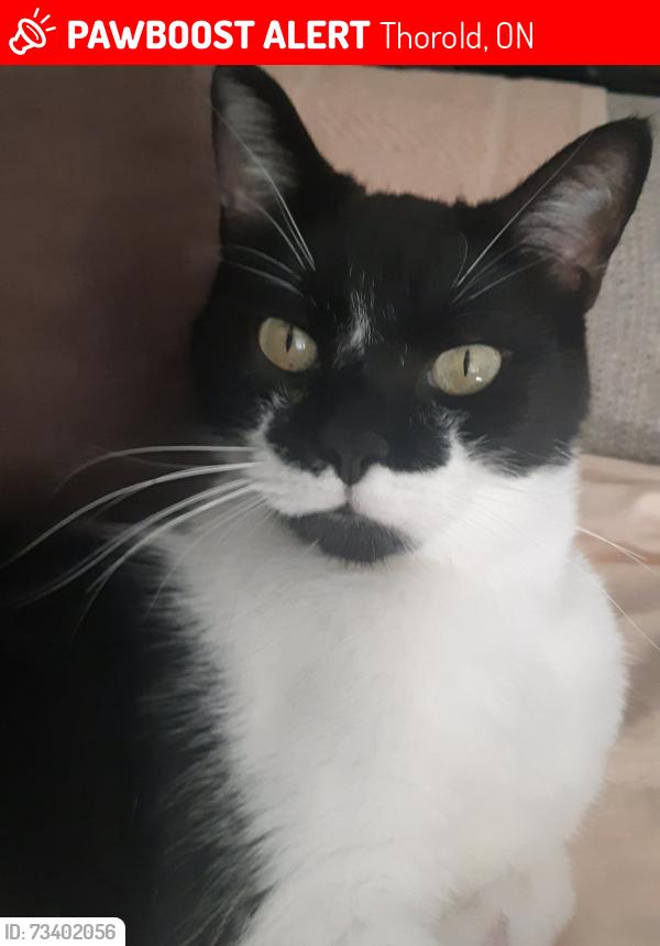 Lost Male Cat last seen Cartier dr and Tupper Dr, Thorold, ON 
