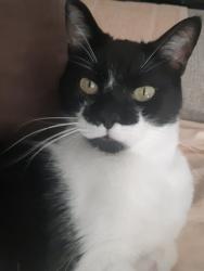 Lost Male Cat last seen Cartier dr and Tupper Dr, Thorold, ON 