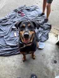Reunited Female Dog last seen Near Iris Dr, Chattanooga, TN 37421