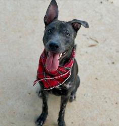 Shelter Stray Female Dog last seen HUNTERSVILLE, 8315 Byrum Dr, Charlotte, NC 28217, USA
