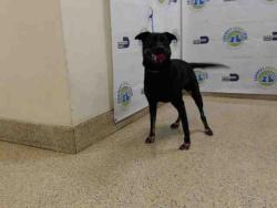 Shelter Stray Female Dog last seen Near BLOCK NW 38 ST, 3599 NW 79th Ave, Doral, FL 33122, USA