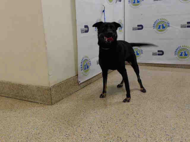 Shelter Stray Female Dog last seen Near BLOCK NW 38 ST, 3599 NW 79th Ave, Doral, FL 33122, USA