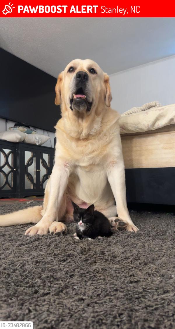 Lost Male Dog last seen Green Rd and Highway 27, Stanley, NC 28164