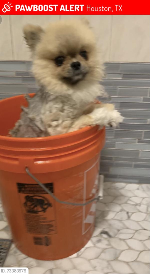 Lost Male Dog last seen Wayfair ln, lambright road, and surrounding area of clear lake landing, Houston, TX 77075