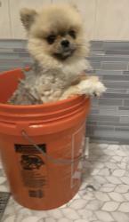 Lost Male Dog last seen Wayfair ln, lambright road, and surrounding area of clear lake landing, Houston, TX 77075