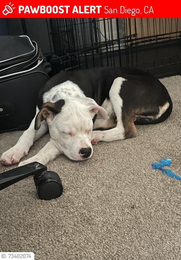 Lost Male Dog last seen Reagan rd and Mira mesa blvd in Mira mesa, CA, San Diego, CA 92126