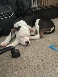 Lost Male Dog last seen Reagan rd and Mira mesa blvd in Mira mesa, CA, San Diego, CA 92126